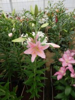 [4340 Sanna VZ No101.JPG]